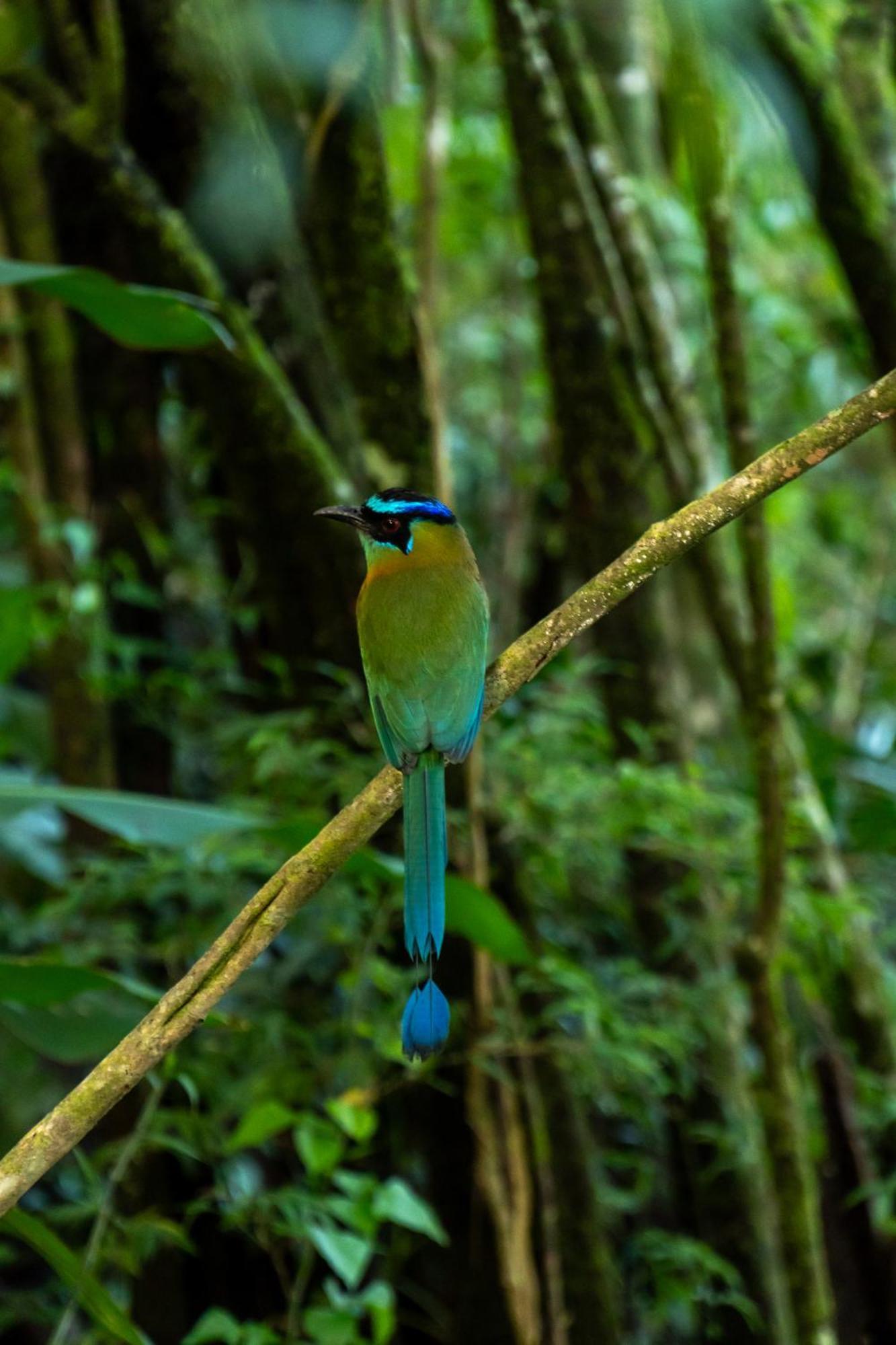 Koora Monteverde A Cloud Forest Hotel By Sandglass Zewnętrze zdjęcie