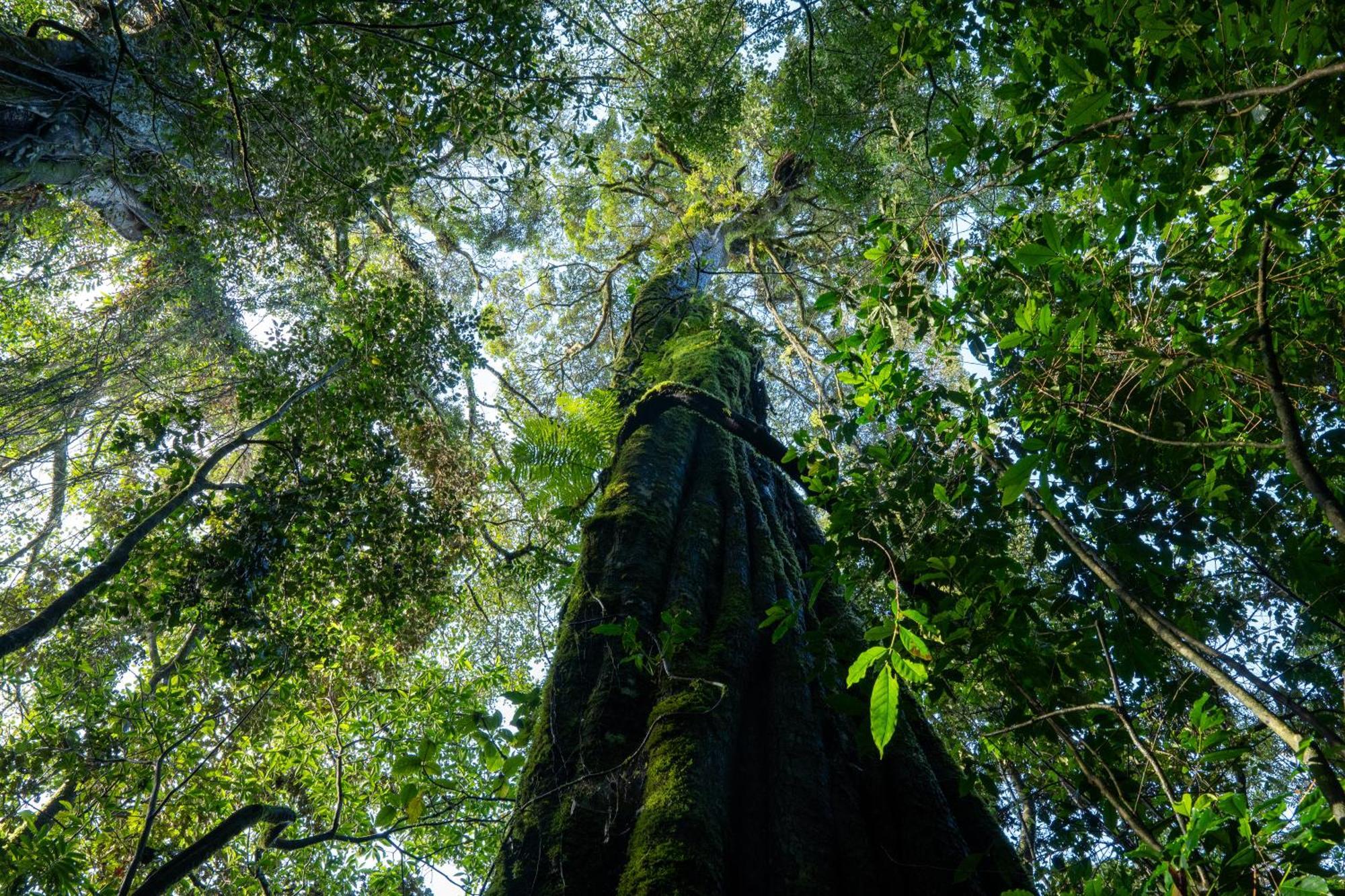 Koora Monteverde A Cloud Forest Hotel By Sandglass Zewnętrze zdjęcie